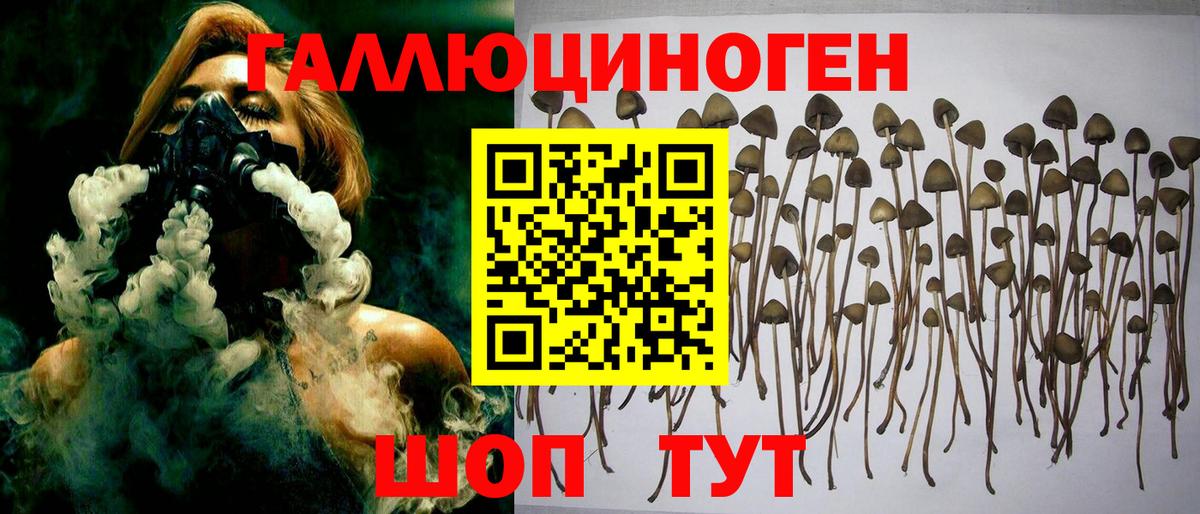 Галлюциногенные грибы Psilocybine cubensis Воскресенск