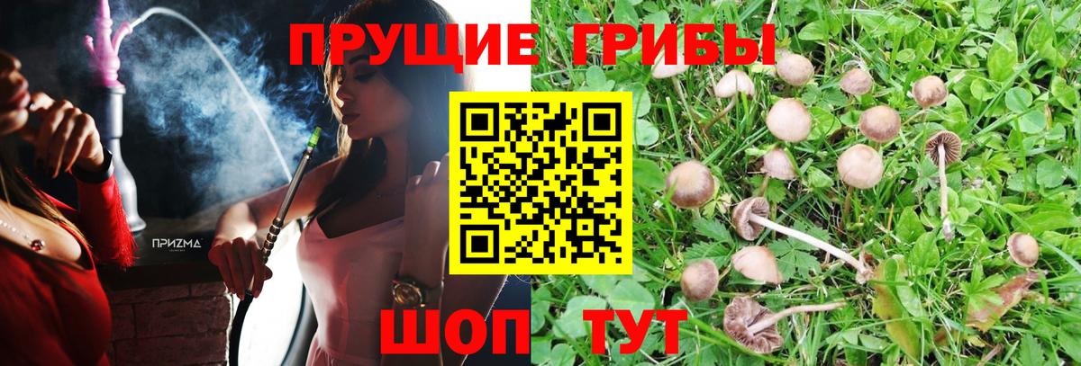 Воскресенск  Галлюциногенные грибы MAGIC MUSHROOMS  Вход с VPN  Галлюциногенные грибы прущие грибы 